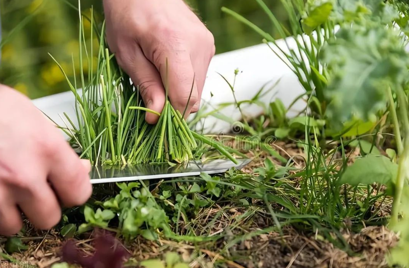 20231208161217331-image